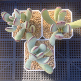 Cotyledon orbiculata 'Oophylla'