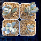 Cotyledon orbiculata