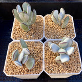 Cotyledon orbiculata