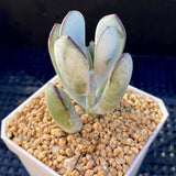 Cotyledon orbiculata