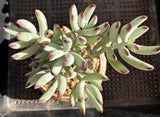 Cotyledon orbiculata var. oophylla minima MELBOURNE SYDNEY ADELAIDE QUEENSLAND CANBERRA VICTORIA NSW QUEENSLAND SOUTH AUSTRALIA ACT SUCCULENT 多肉 墨尔本 维多利亚 澳洲 澳大利亚 悉尼 新南威尔士 阿德莱德 南澳 昆士兰 布里斯本 黄金海岸 多肉植物 堪培拉 棒叶福娘