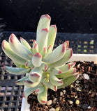 Cotyledon orbiculata var. oophylla minima MELBOURNE SYDNEY ADELAIDE QUEENSLAND CANBERRA VICTORIA NSW QUEENSLAND SOUTH AUSTRALIA ACT SUCCULENT 多肉 墨尔本 维多利亚 澳洲 澳大利亚 悉尼 新南威尔士 阿德莱德 南澳 昆士兰 布里斯本 黄金海岸 多肉植物 堪培拉