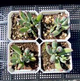 Cotyledon orbiculata var. oophylla minima