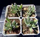 Cotyledon orbiculata var. oophylla minima