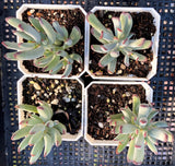 Cotyledon orbiculata var. oophylla minima