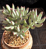 Cotyledon orbiculata var. oophylla minima MELBOURNE SYDNEY ADELAIDE QUEENSLAND CANBERRA VICTORIA NSW QUEENSLAND SOUTH AUSTRALIA ACT SUCCULENT 多肉 墨尔本 维多利亚 澳洲 澳大利亚 悉尼 新南威尔士 阿德莱德 南澳 昆士兰 布里斯本 黄金海岸 多肉植物 堪培拉 棒叶福娘