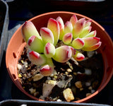 Cotyledon orbiculata var. oophylla minima
