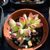 Cotyledon orbiculata var. oophylla minima