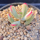 Cotyledon orbiculata var. oophylla variegata