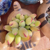 Cotyledon papillaris