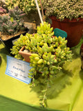 Cotyledon papillaris