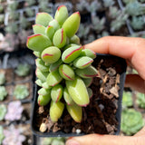 Cotyledon papillaris