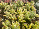 Cotyledon papillaris