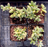 Cotyledon papillaris
