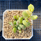 Cotyledon pendens variegata