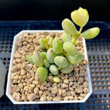 Cotyledon pendens variegata