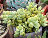 MELBOURNE SYDNEY ADELAIDE QUEENSLAND CANBERRA VICTORIA NSW QUEENSLAND SOUTH AUSTRALIA ACT SUCCULENT 多肉 墨尔本 维多利亚 澳洲 澳大利亚 悉尼 新南威尔士 阿德莱德 南澳 昆士兰 布里斯本 黄金海岸 多肉植物 堪培拉 Cotyledon pendens variegata 达摩福娘锦