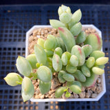 Cotyledon pendens variegata