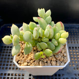 Cotyledon pendens variegata