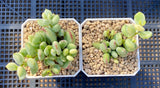 Cotyledon pendens variegata