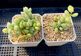 Cotyledon pendens variegata