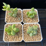 Cotyledon pendens variegata