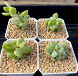 Cotyledon pendens variegata