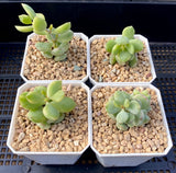 Cotyledon pendens variegata