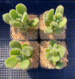 Cotyledon Ladismithiensis ( bear paws) MELBOURNE SYDNEY ADELAIDE QUEENSLAND CANBERRA VICTORIA NSW QUEENSLAND SOUTH AUSTRALIA ACT SUCCULENT 多肉 墨尔本 维多利亚 澳洲 澳大利亚 悉尼 新南威尔士 阿德莱德 南澳 昆士兰 布里斯本 黄金海岸 多肉植物 堪培拉