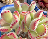 Cotyledon Ladismithiensis ( bear paws) MELBOURNE SYDNEY ADELAIDE QUEENSLAND CANBERRA VICTORIA NSW QUEENSLAND SOUTH AUSTRALIA ACT SUCCULENT 多肉 墨尔本 维多利亚 澳洲 澳大利亚 悉尼 新南威尔士 阿德莱德 南澳 昆士兰 布里斯本 黄金海岸 多肉植物 堪培拉