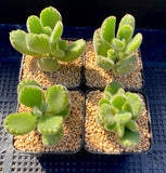 Cotyledon Ladismithiensis ( bear paws) MELBOURNE SYDNEY ADELAIDE QUEENSLAND CANBERRA VICTORIA NSW QUEENSLAND SOUTH AUSTRALIA ACT SUCCULENT 多肉 墨尔本 维多利亚 澳洲 澳大利亚 悉尼 新南威尔士 阿德莱德 南澳 昆士兰 布里斯本 黄金海岸 多肉植物 堪培拉