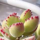 Cotyledon Ladismithiensis ( bear paws) MELBOURNE SYDNEY ADELAIDE QUEENSLAND CANBERRA VICTORIA NSW QUEENSLAND SOUTH AUSTRALIA ACT SUCCULENT 多肉 墨尔本 维多利亚 澳洲 澳大利亚 悉尼 新南威尔士 阿德莱德 南澳 昆士兰 布里斯本 黄金海岸 多肉植物 堪培拉