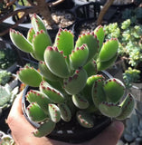 MELBOURNE SYDNEY ADELAIDE QUEENSLAND CANBERRA VICTORIA NSW QUEENSLAND SOUTH AUSTRALIA ACT SUCCULENT 多肉 墨尔本 维多利亚 澳洲 澳大利亚 悉尼 新南威尔士 阿德莱德 南澳 昆士兰 布里斯本 黄金海岸 多肉植物 堪培拉 Cotyledon Ladismithiensis variegata yellow (yellow bear paws)