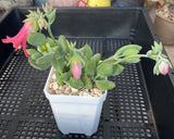 Cotyledon woodie MELBOURNE SYDNEY ADELAIDE QUEENSLAND CANBERRA VICTORIA NSW QUEENSLAND SOUTH AUSTRALIA ACT SUCCULENT 多肉 墨尔本 维多利亚 澳洲 澳大利亚 悉尼 新南威尔士 阿德莱德 南澳 昆士兰 布里斯本 黄金海岸 多肉植物 堪培拉