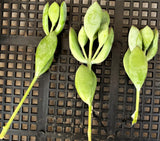 Cotyledon woodii cutting