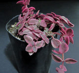 Crassula Isabella   Crassula pellucida ssp marginalis 'Isabella' Variegata  红缘心水晶 MELBOURNE SYDNEY ADELAIDE QUEENSLAND CANBERRA VICTORIA NSW QUEENSLAND SOUTH AUSTRALIA ACT SUCCULENT 多肉 墨尔本 维多利亚 澳洲 澳大利亚 悉尼 新南威尔士 阿德莱德 南澳 昆士兰 布里斯本 黄金海岸 多肉植物 堪培拉