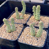 Crassula baby surprise