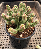 MELBOURNE SYDNEY ADELAIDE QUEENSLAND CANBERRA VICTORIA NSW QUEENSLAND SOUTH AUSTRALIA ACT SUCCULENT 多肉 墨尔本 维多利亚 澳洲 澳大利亚 悉尼 新南威尔士 阿德莱德 南澳 昆士兰 布里斯本 黄金海岸 多肉植物 堪培拉 Crassula baby surprise 宝贝惊喜