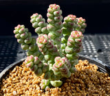 Crassula baby surprise