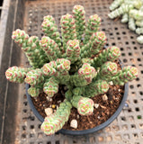 Crassula baby surprise