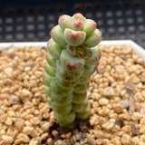 Crassula baby surprise