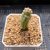 Crassula baby surprise