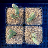 Crassula baby surprise