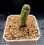 Crassula baby surprise