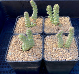 Crassula baby surprise