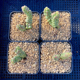 Crassula baby surprise