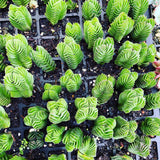 Crassula buddah's temple