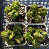 Crassula buddah's temple