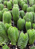 Crassula buddah's temple
