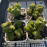 Crassula buddah's temple